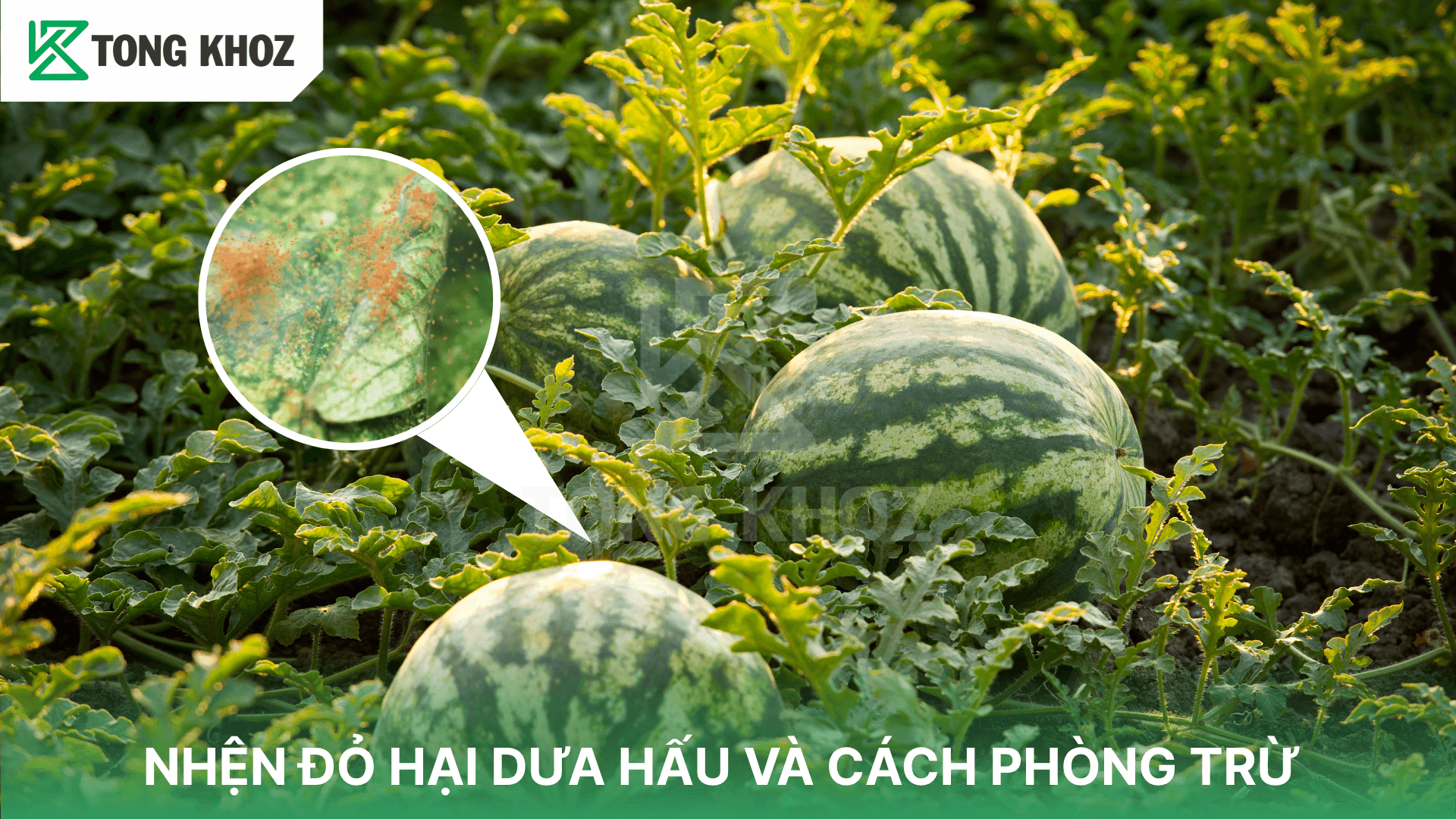 NHỆN ĐỎ HẠI DƯA HẤU VÀ CÁCH PHÒNG TRỪ