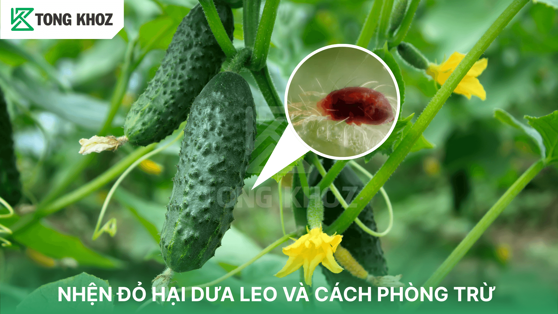 NHỆN ĐỎ HẠI DƯA LEO VÀ CÁCH PHÒNG TRỪ