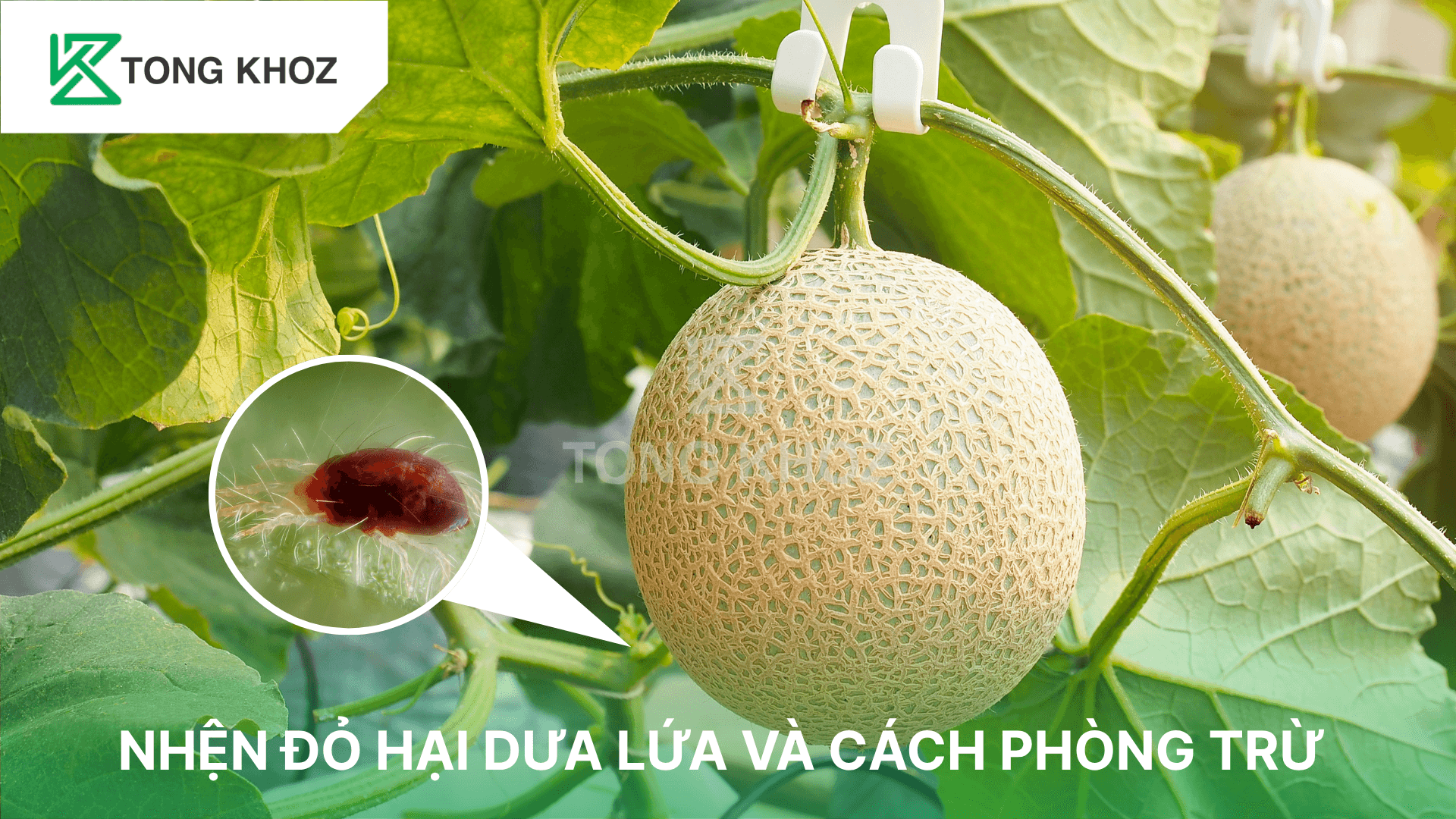 NHỆN ĐỎ HẠI DƯA LƯỚI VÀ CÁCH PHÒNG TRỪ