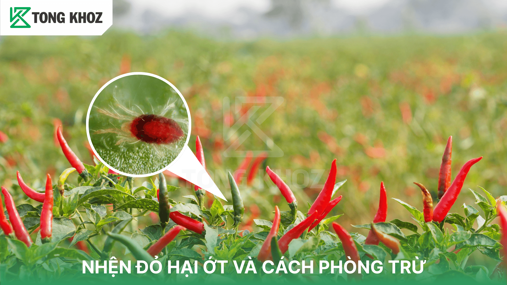 NHỆN ĐỎ HẠI ỚT VÀ CÁCH PHÒNG TRỪ