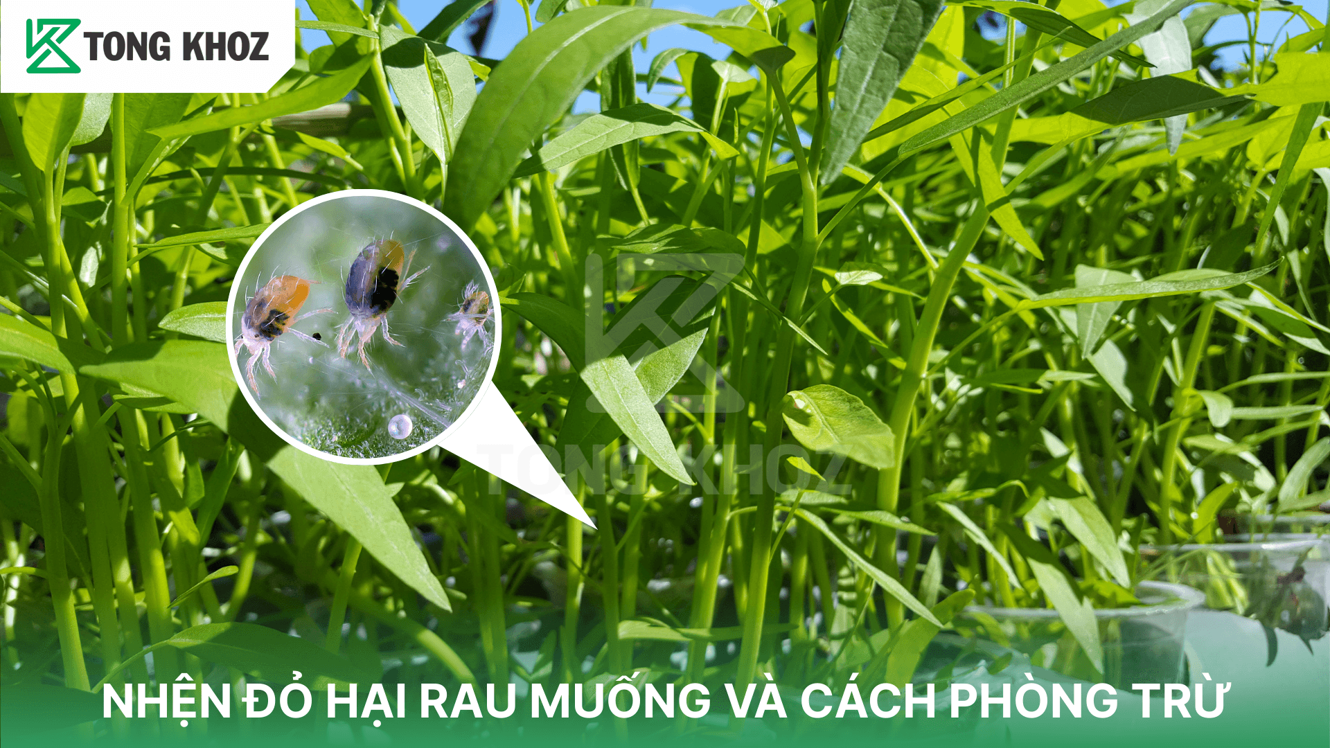 NHỆN ĐỎ HẠI RAU MUỐNG VÀ CÁCH PHÒNG TRỪ