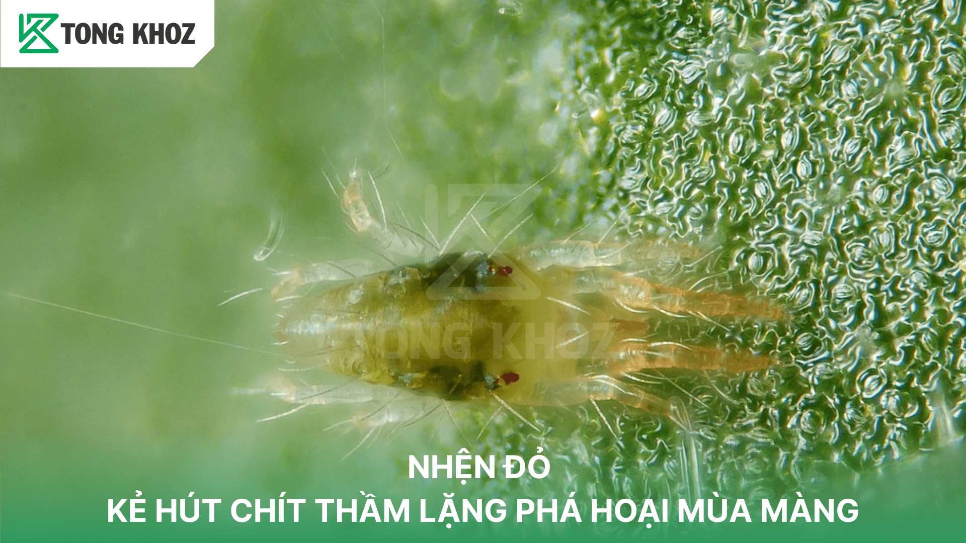 NHỆN ĐỎ – KẺ HÚT CHÍT THẦM LẶNG PHÁ HOẠI MÙA MÀNG