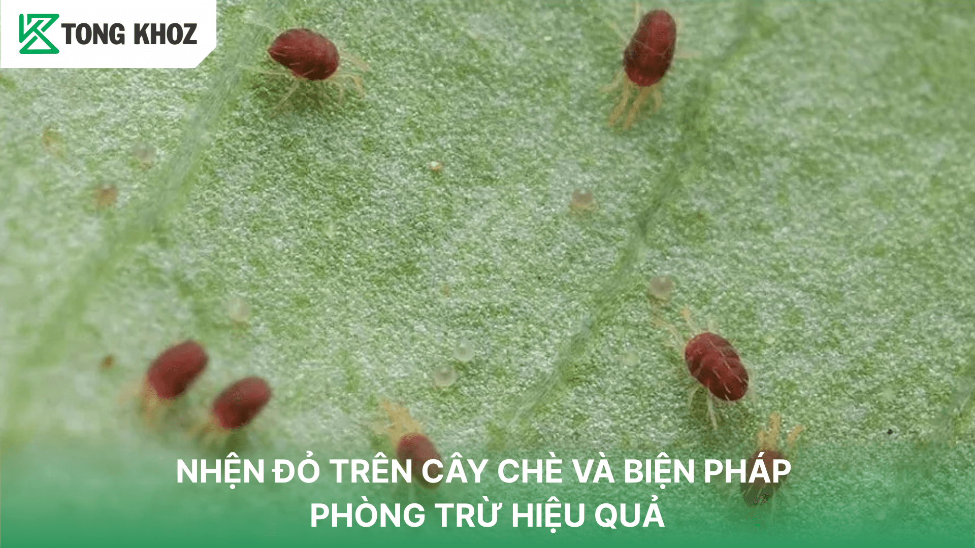 NHỆN ĐỎ HẠI CHÈ VÀ BIỆN PHÁP PHÒNG TRỪ HIỆU QUẢ
