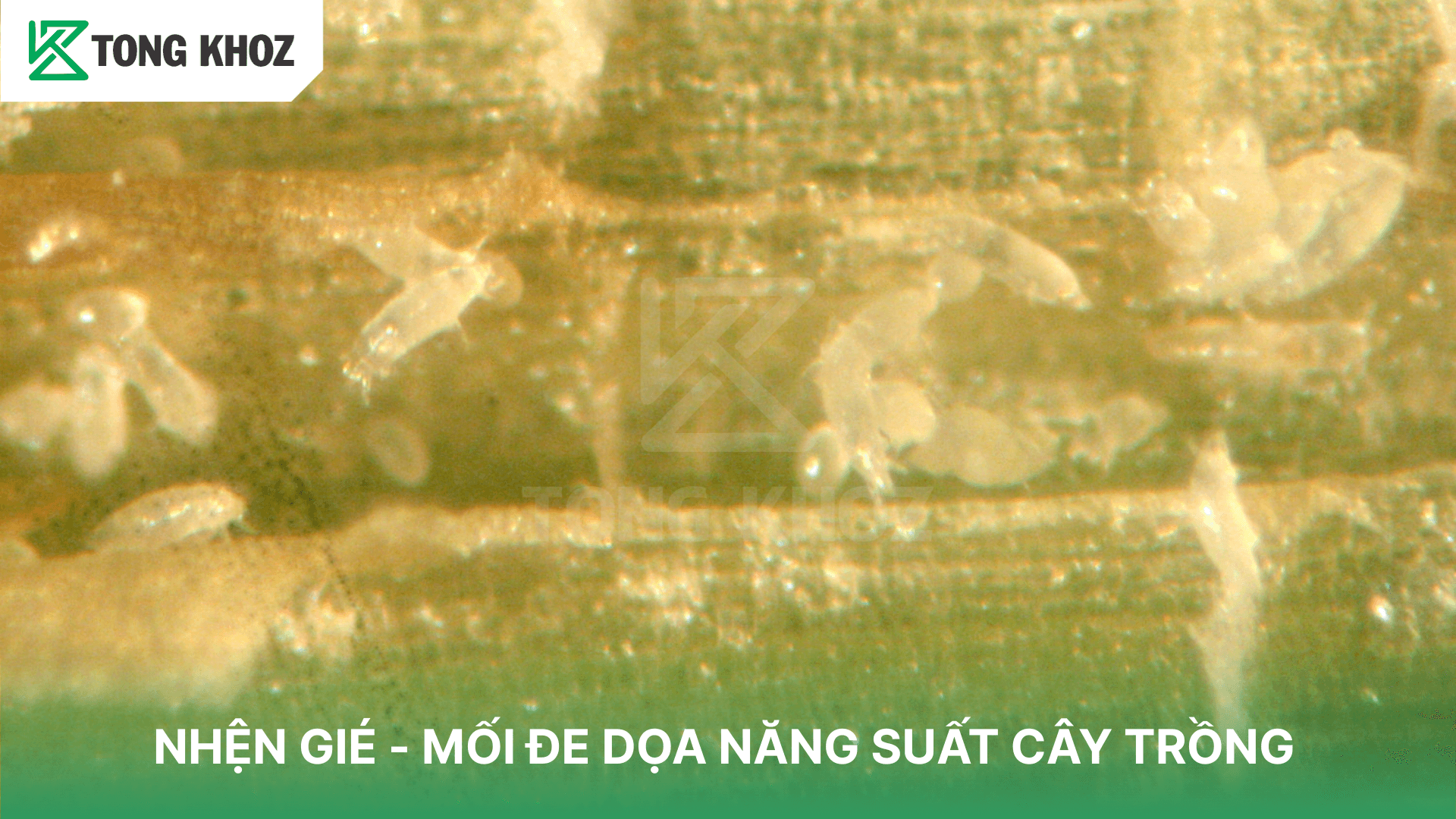 NHỆN GIÉ – MỐI ĐE DỌA NĂNG SUẤT CÂY TRỒNG