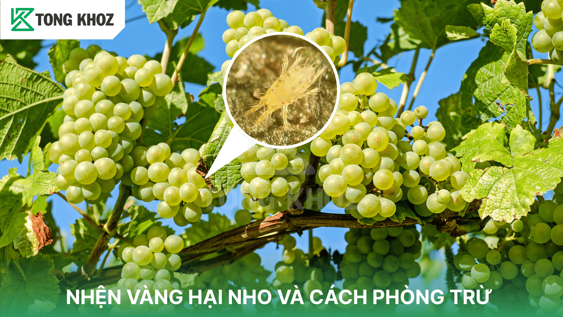 NHỆN VÀNG HẠI NHO VÀ CÁCH PHÒNG TRỪ
