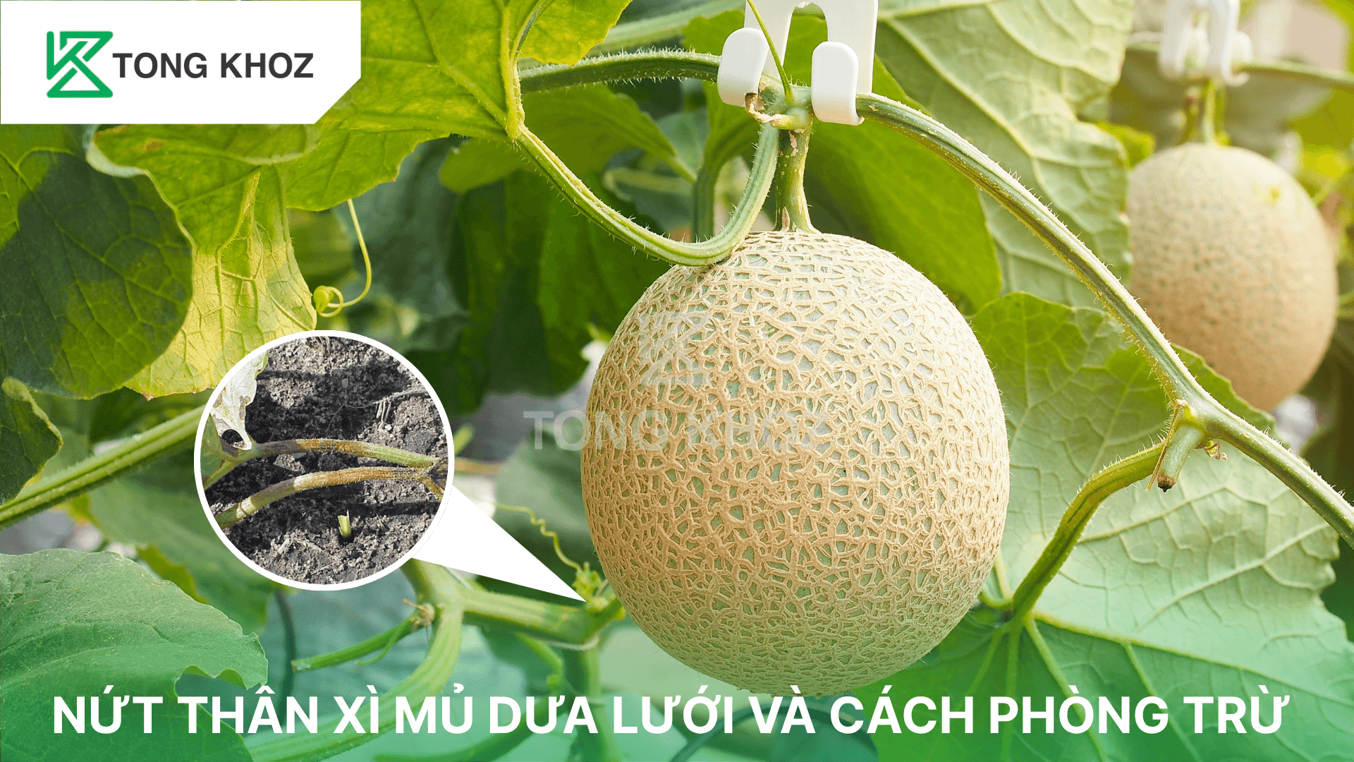 NỨT THÂN XÌ MỦ DƯA LƯỚI VÀ CÁCH PHÒNG TRỪ