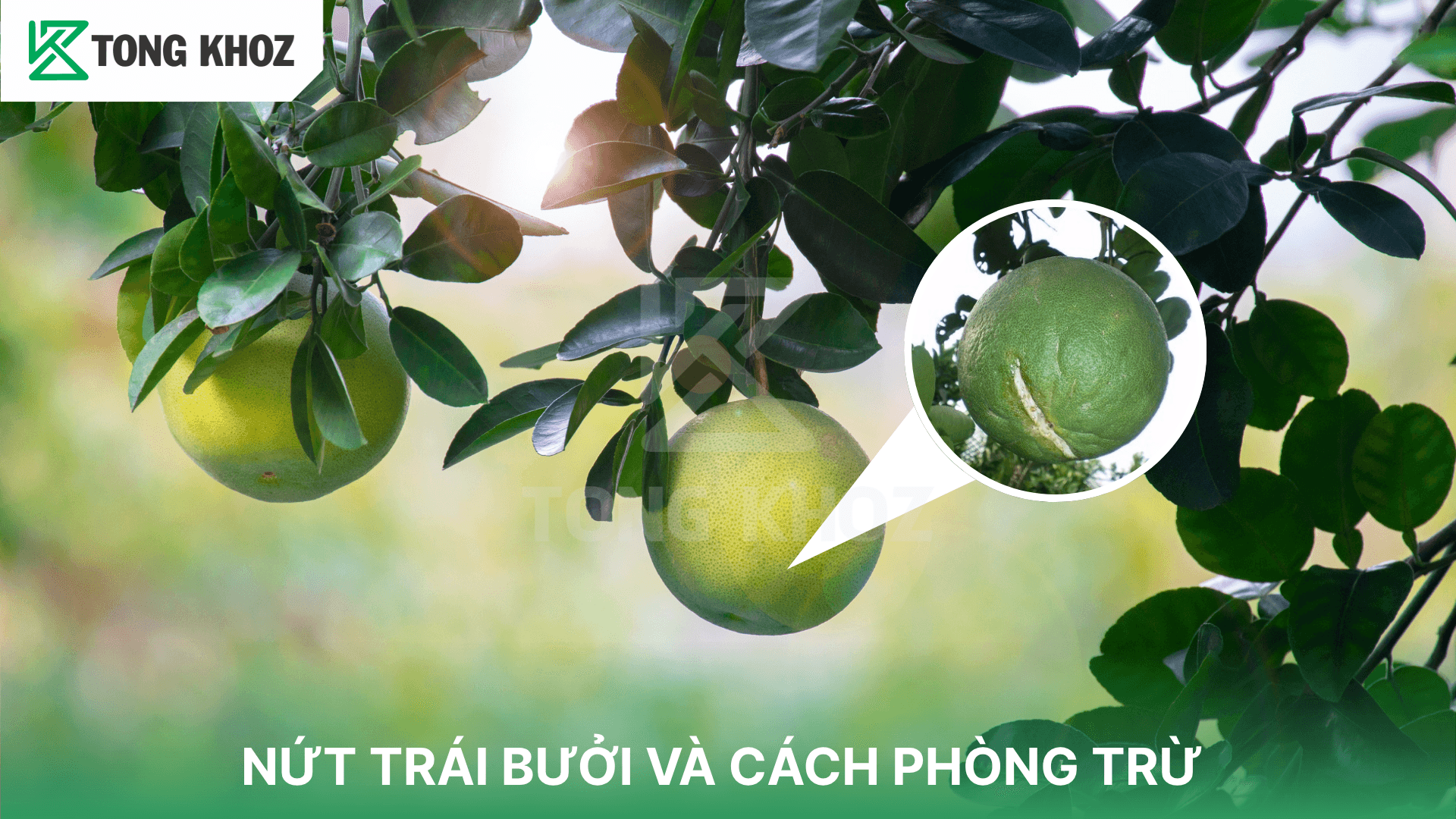 BỆNH NỨT TRÁI BƯỞI VÀ CÁCH PHÒNG TRỪ