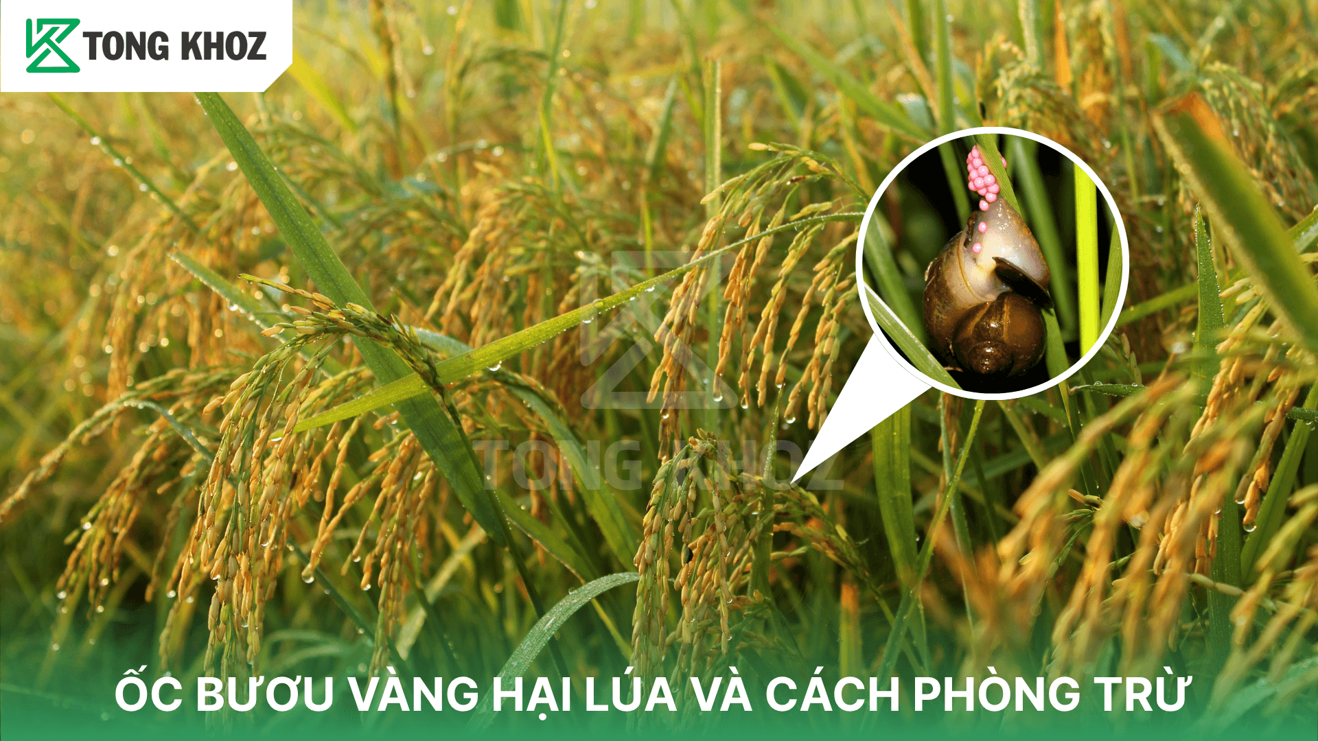 ỐC BƯƠU VÀNG HẠI LÚA VÀ CÁCH PHÒNG TRỪ