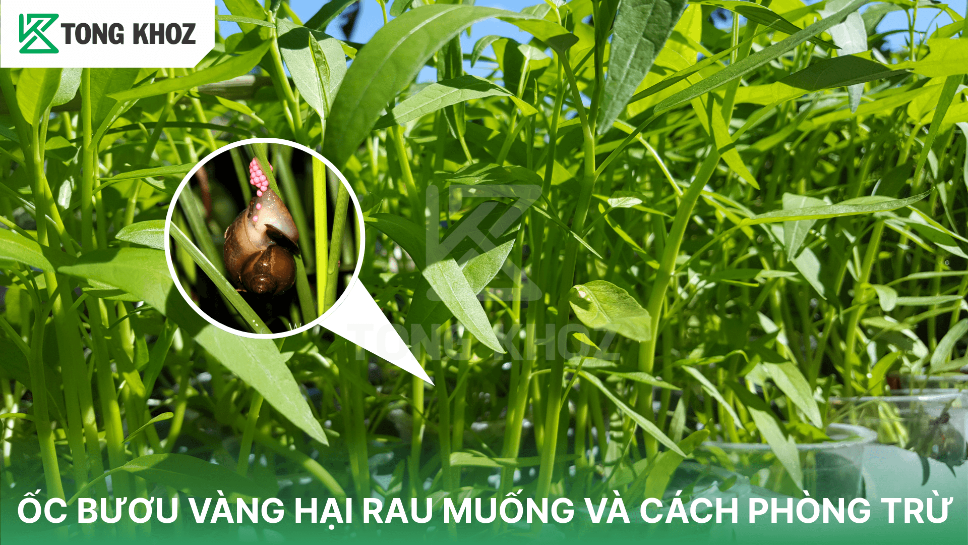 ỐC BƯƠU VÀNG HẠI RAU MUỐNG VÀ CÁCH PHÒNG TRỪ