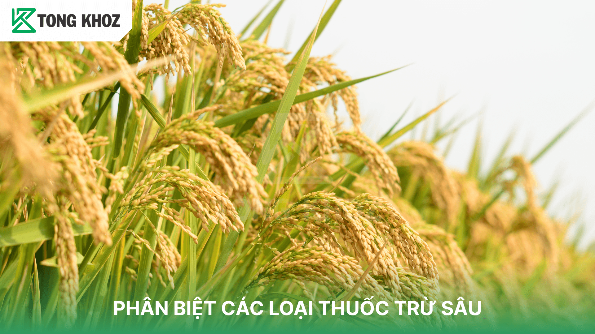 PHÂN BIỆT CÁC LOẠI THUỐC TRỪ SÂU
