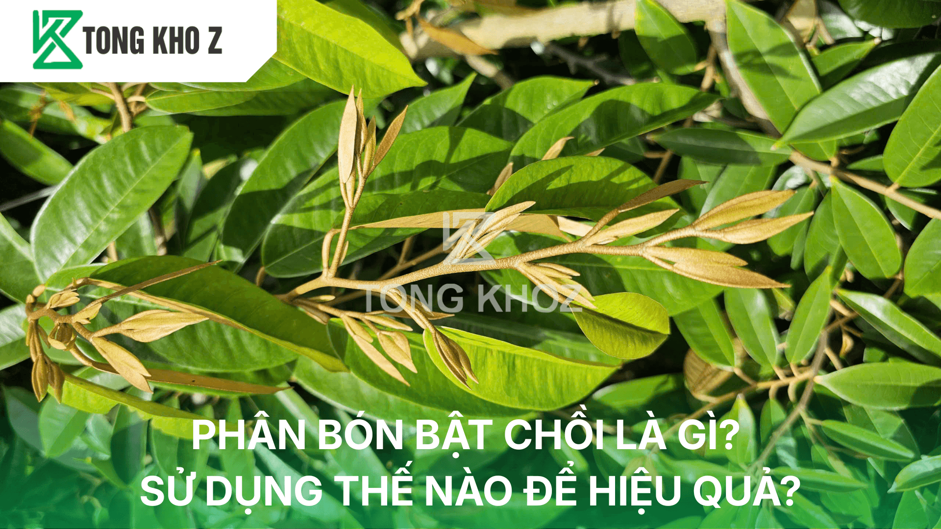 PHÂN BÓN BẬT CHỒI LÀ GÌ? SỬ DỤNG THẾ NÀO ĐỂ HIỆU QUẢ?