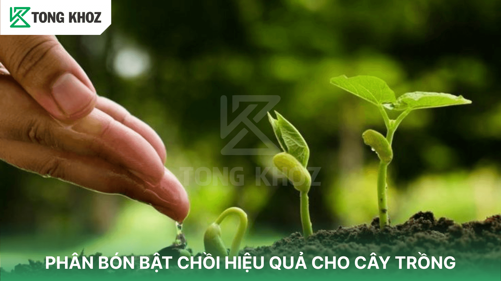PHÂN BÓN BẬT CHỒI HIỆU QUẢ CHO CÂY TRỒNG