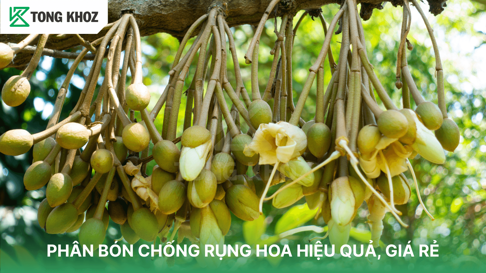 PHÂN BÓN CHỐNG RỤNG HOA HIỆU QUẢ, GIÁ RẺ