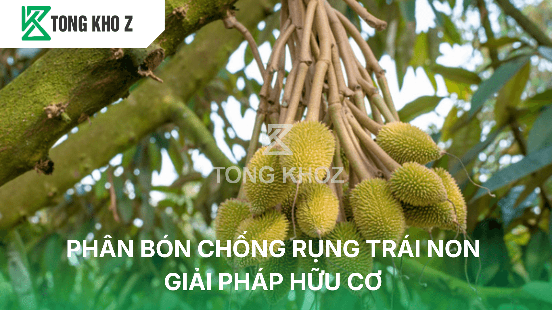 PHÂN BÓN CHỐNG RỤNG TRÁI NON – GIẢI PHÁP HỮU CƠ