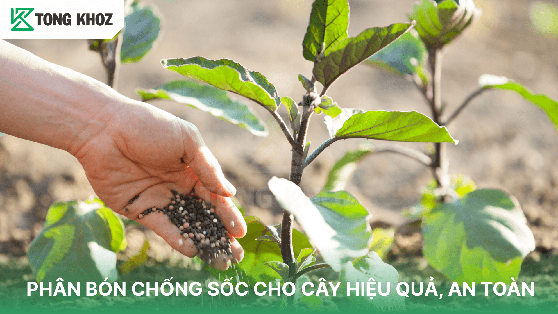 PHÂN BÓN CHỐNG SỐC CHO CÂY HIỆU QUẢ, AN TOÀN