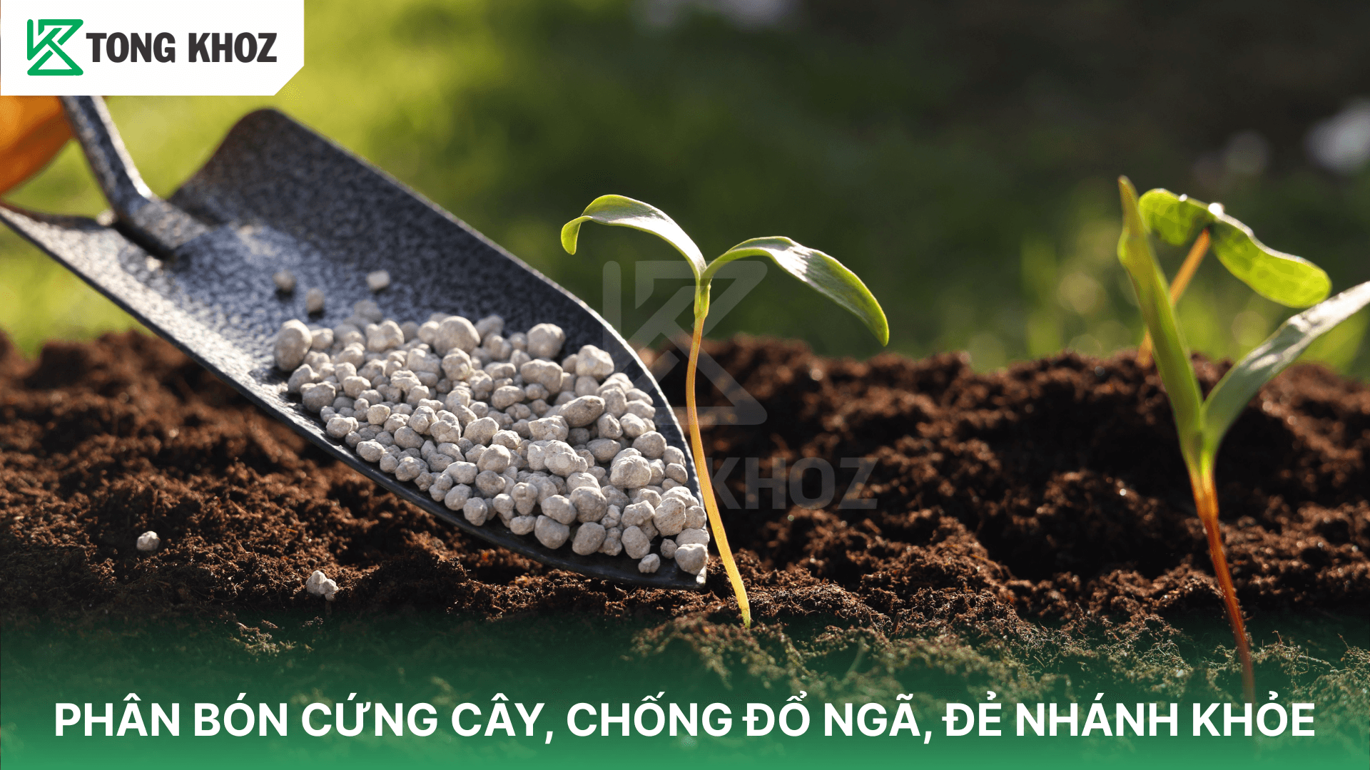 PHÂN BÓN CỨNG CÂY, CHỐNG ĐỔ NGÃ, ĐẺ NHÁNH KHỎE