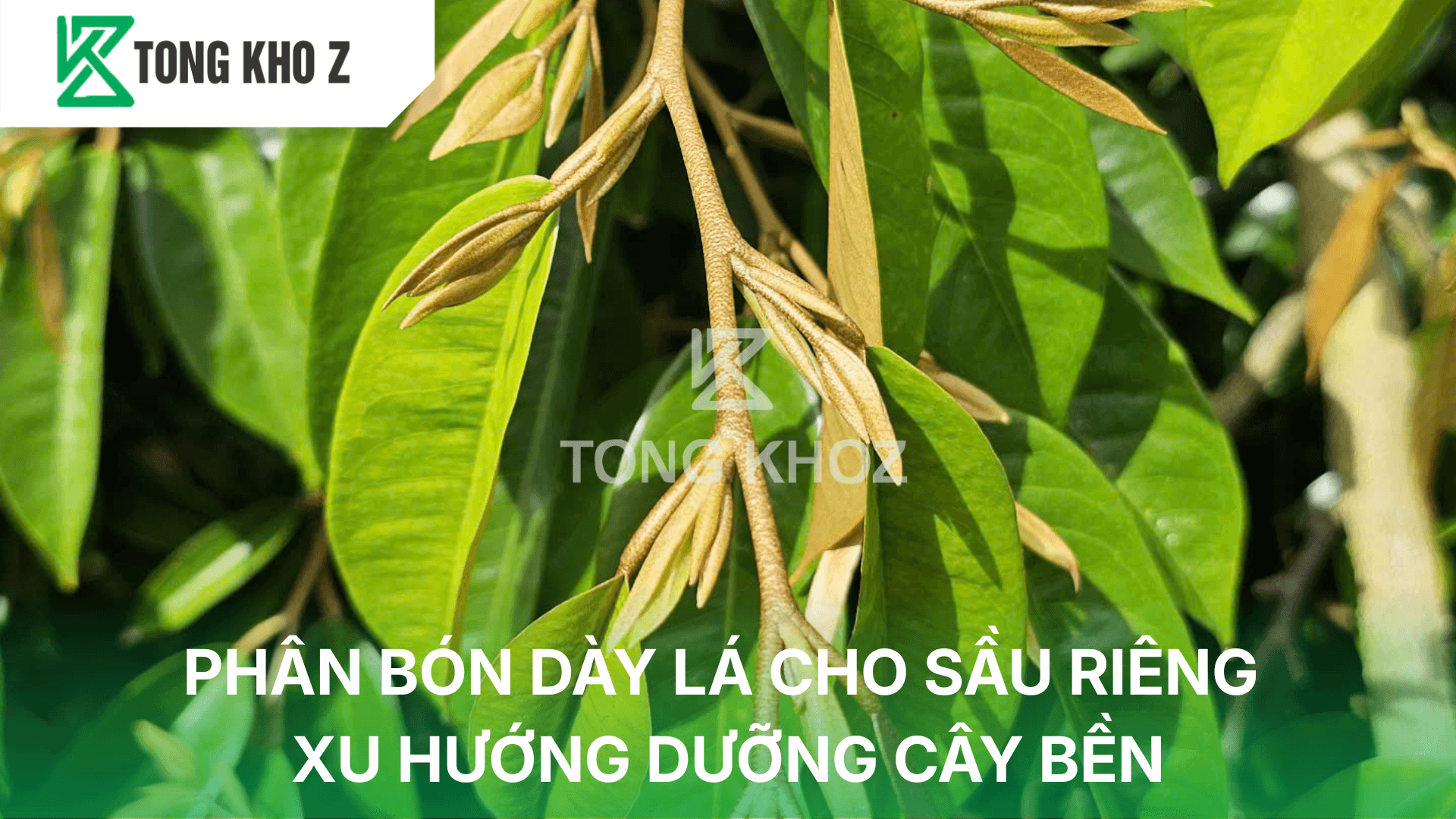 PHÂN BÓN DÀY LÁ CHO SẦU RIÊNG – XU HƯỠNG DƯỠNG CÂY BỀN