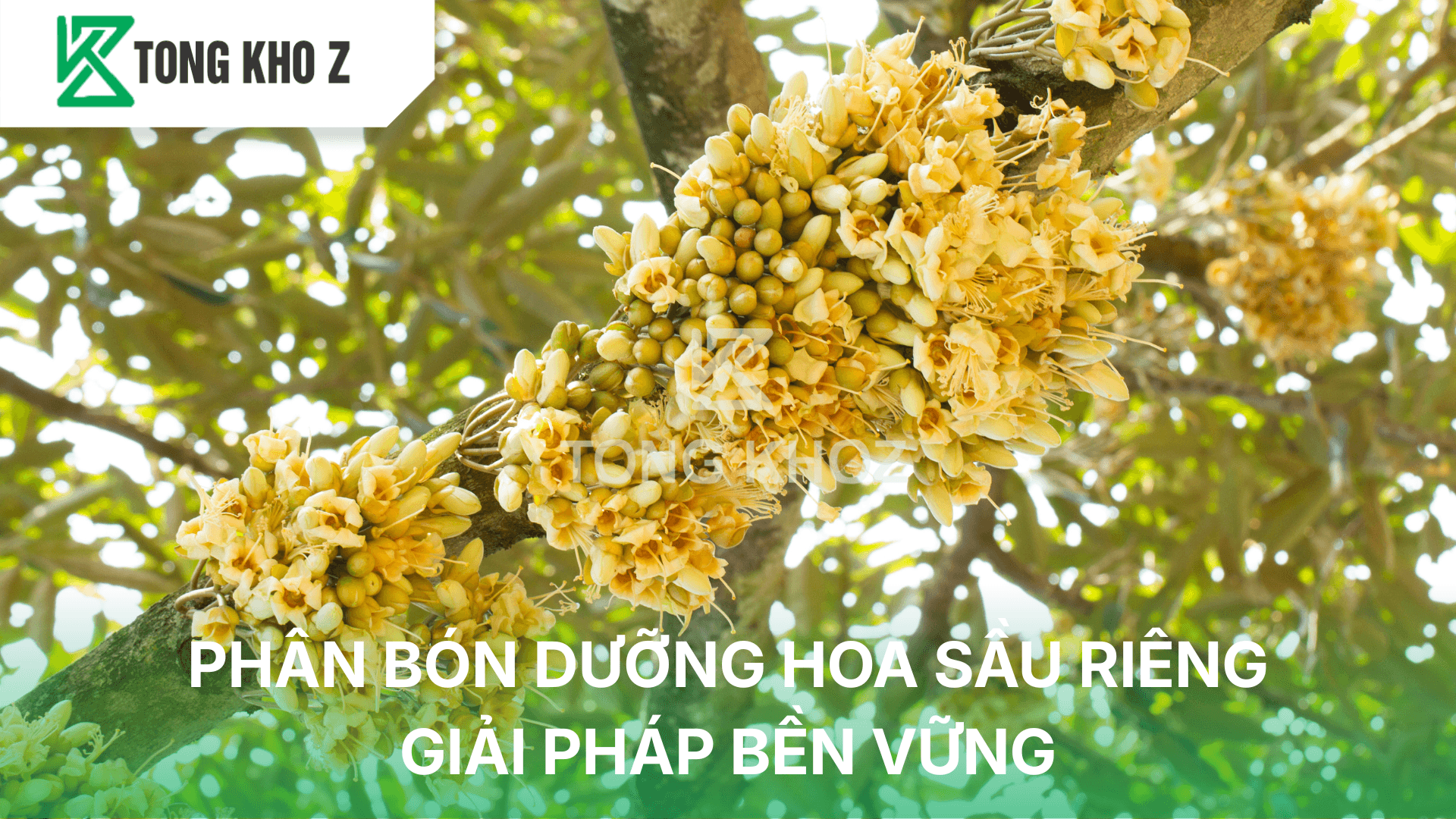 PHÂN BÓN DƯỠNG HOA SẦU RIÊNG – GIẢI PHÁP BỀN VỮNG