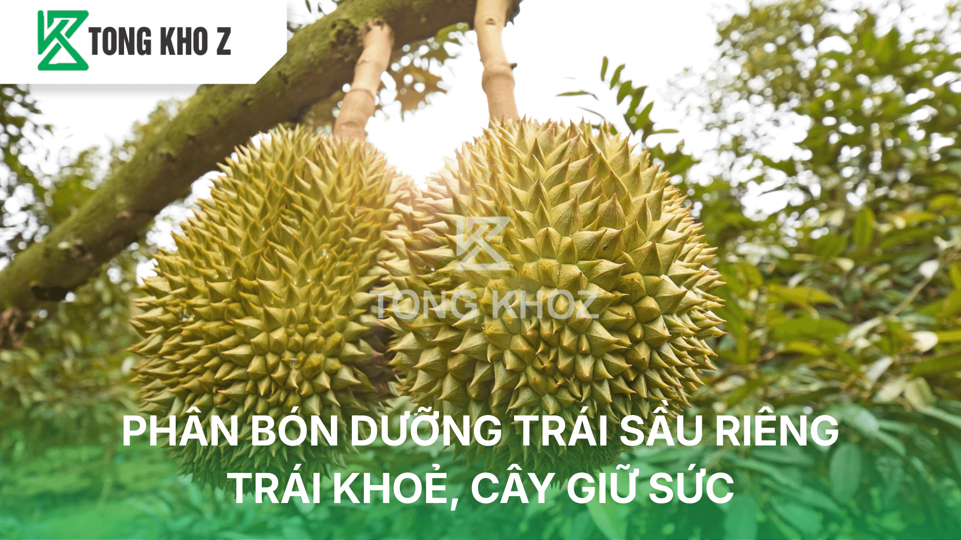 PHÂN BÓN DƯỠNG TRÁI SẦU RIÊNG – TRÁI KHOẺ, CÂY GIỮ SỨC
