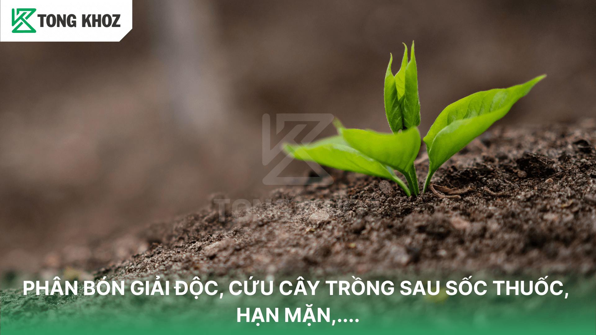PHÂN BÓN GIẢI ĐỘC, CỨU CÂY TRỒNG SAU SỐC THUỐC, HẠN MẶN,….