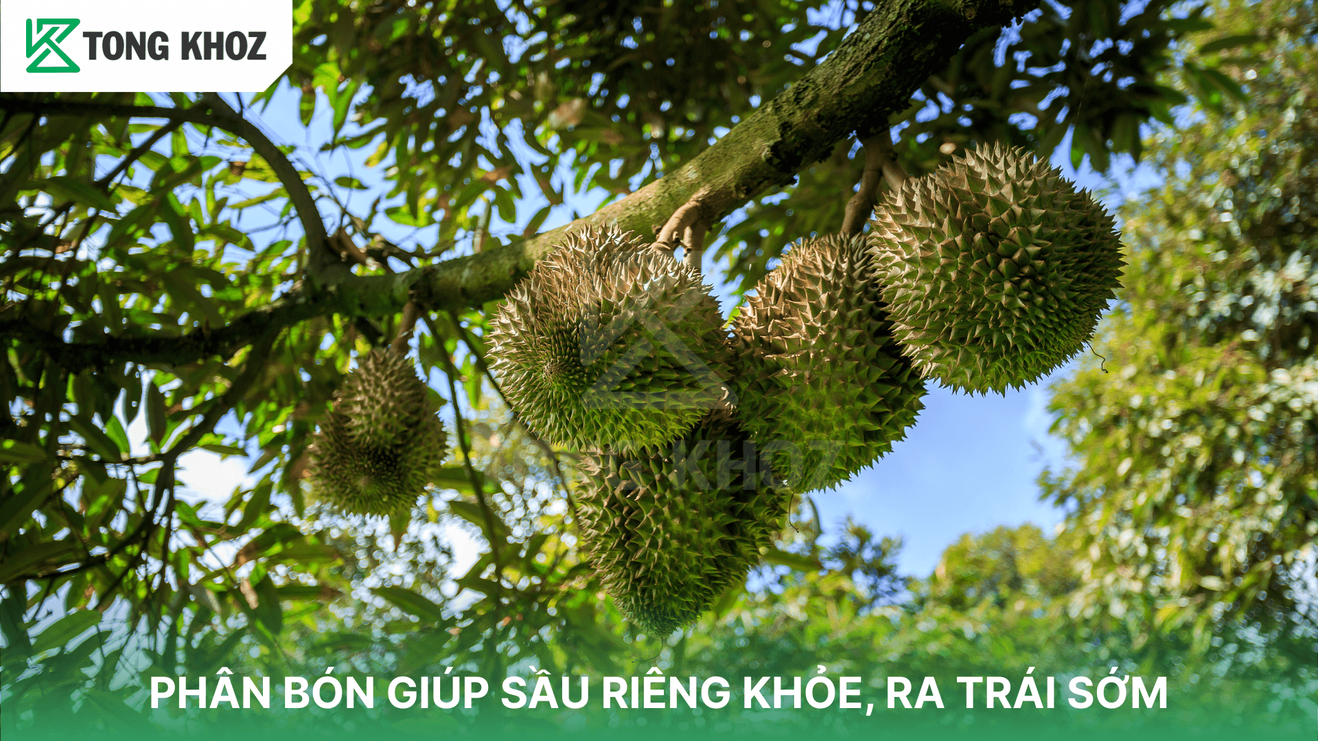 PHÂN BÓN GIÚP SẦU RIÊNG KHỎE, RA TRÁI SỚM