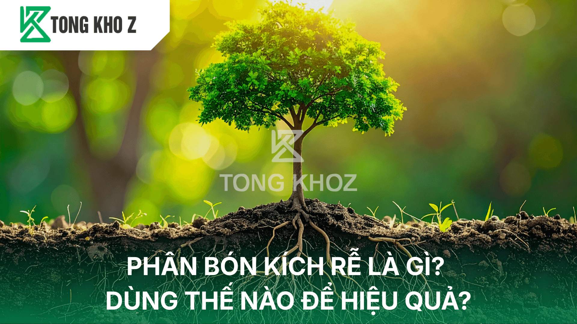 PHÂN BÓN KÍCH RỄ LÀ GÌ? DÙNG THẾ NÀO ĐỂ HIỆU QUẢ?