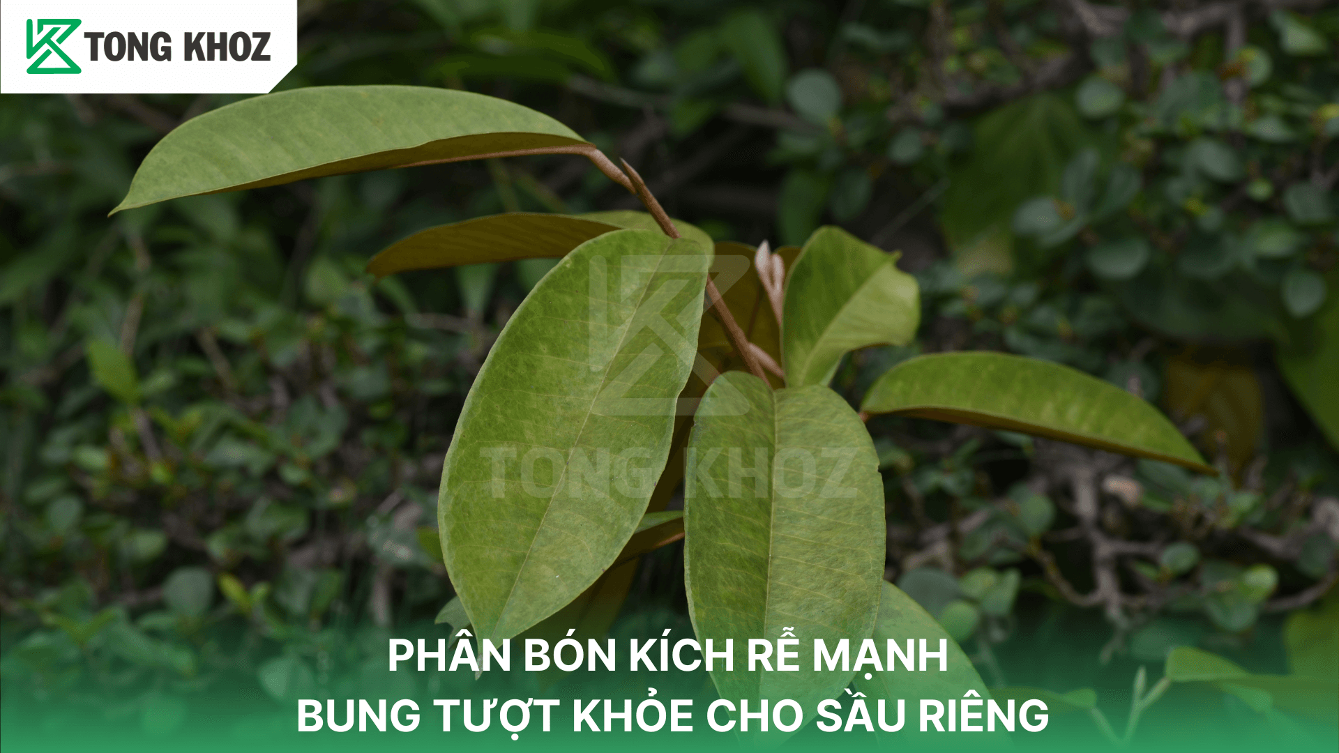 PHÂN BÓN KÍCH RỄ MẠNH – BUNG TƯỢT KHỎE CHO SẦU RIÊNG