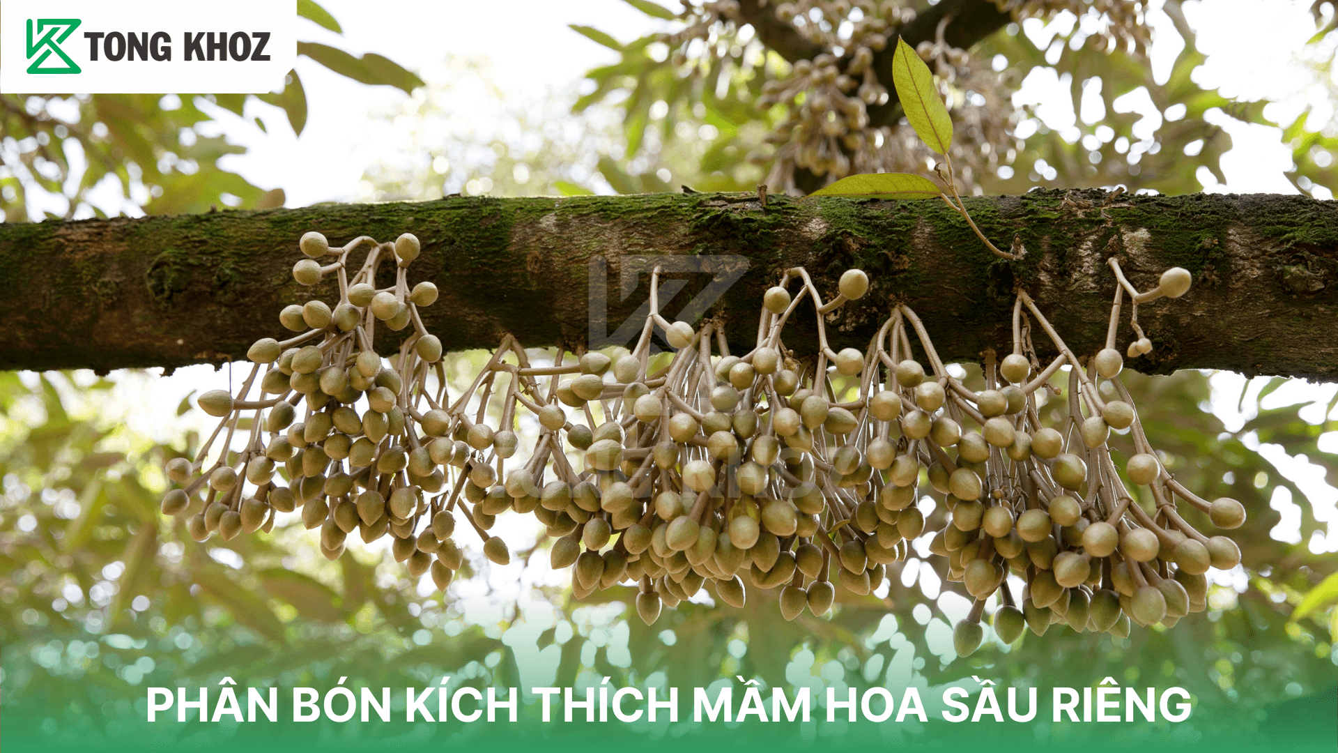 PHÂN BÓN KÍCH THÍCH MẦM HOA SẦU RIÊNG