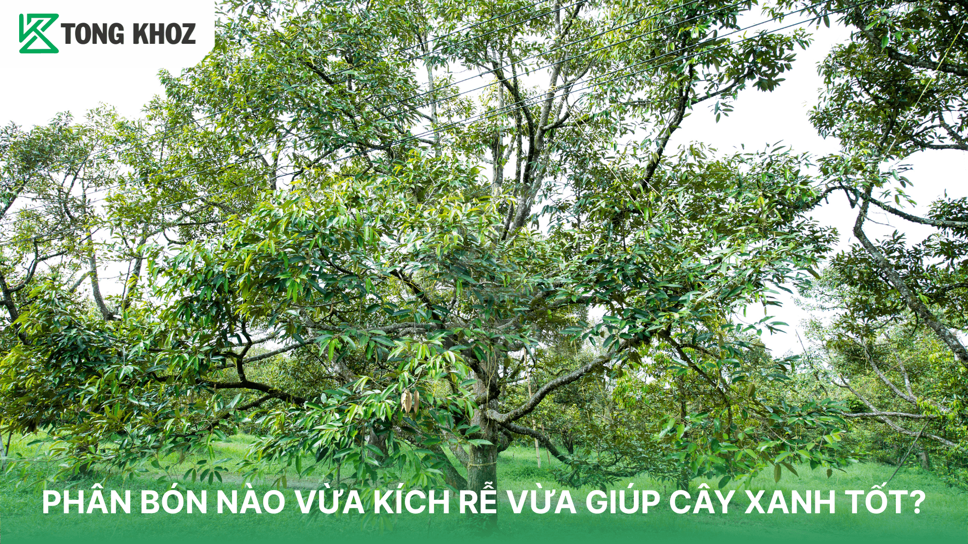 PHÂN BÓN NÀO VỪA KÍCH RỄ VỪA GIÚP CÂY XANH TỐT?
