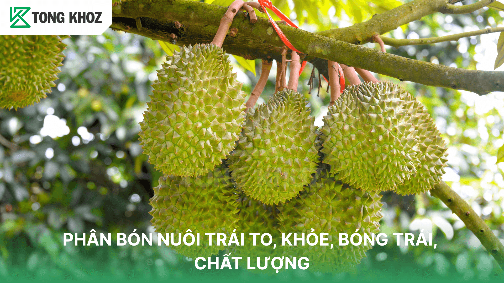 PHÂN BÓN NUÔI TRÁI TO, KHỎE, BÓNG TRÁI, CHẤT LƯỢNG