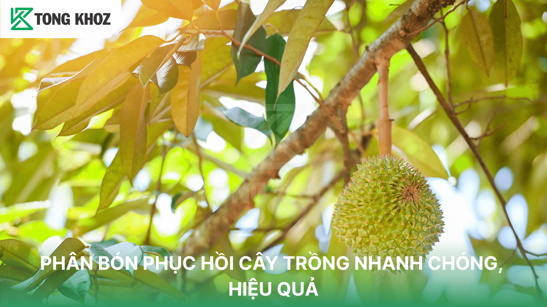PHÂN BÓN PHỤC HỒI CÂY TRỒNG NHANH CHÓNG, HIỆU QUẢ