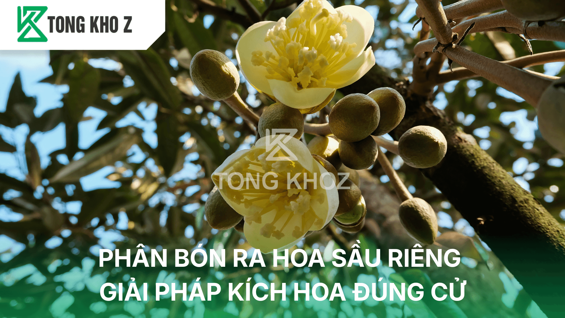 PHÂN BÓN RA HOA SẦU RIÊNG – GIẢI PHÁP KÍCH HOA ĐÚNG CỬ