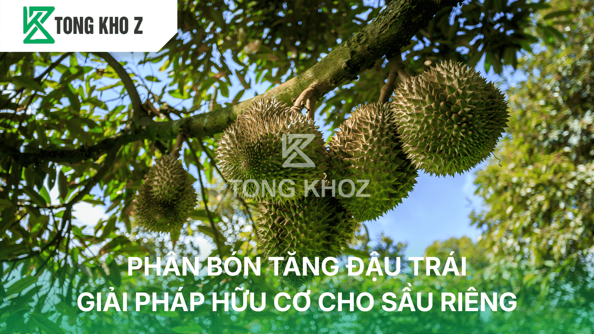 PHÂN BÓN TĂNG ĐẬU TRÁI – GIẢI PHÁP HỮU CƠ CHO SẦU RIÊNG