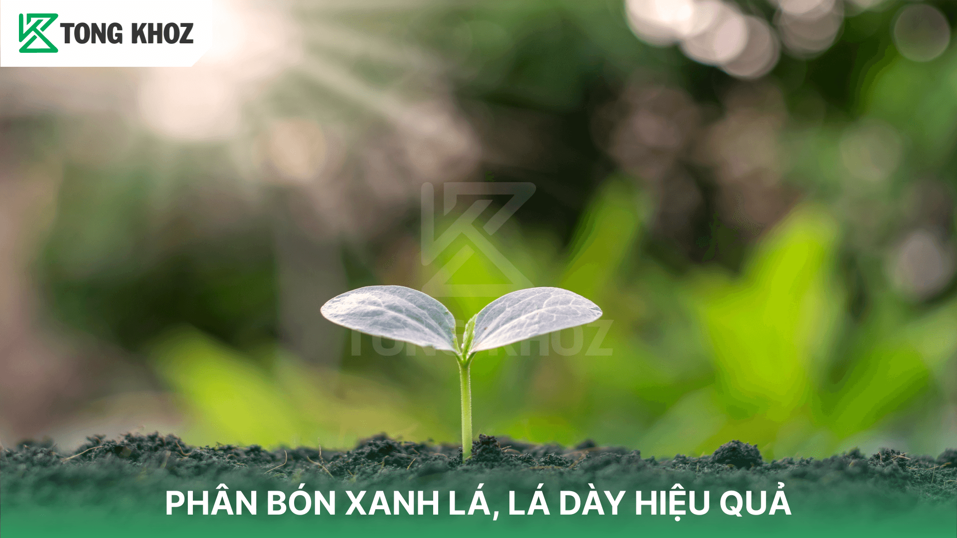 PHÂN BÓN XANH LÁ, LÁ DÀY HIỆU QUẢ