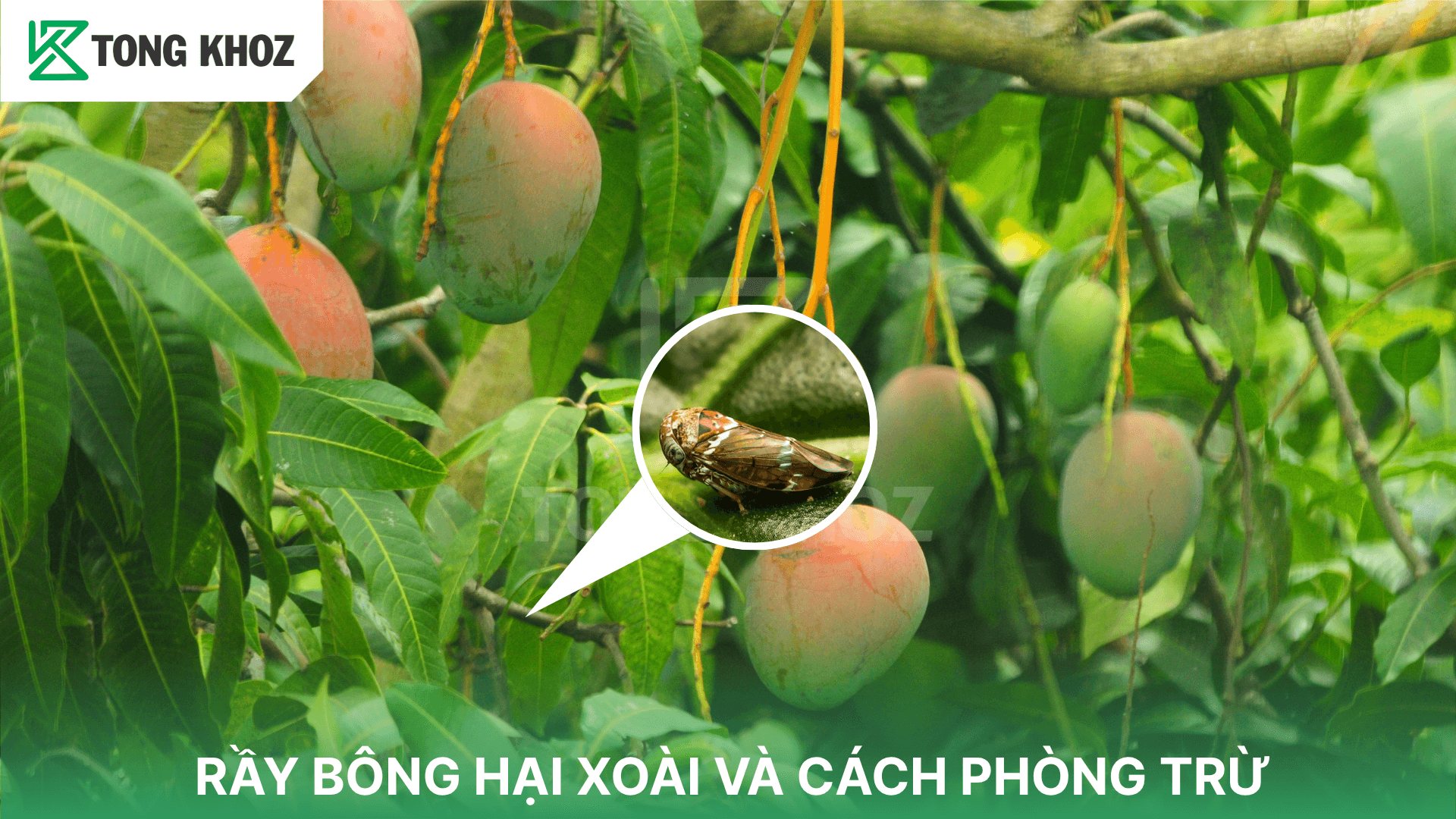 RẦY BÔNG HẠI XOÀI VÀ CÁCH PHÒNG TRỪ