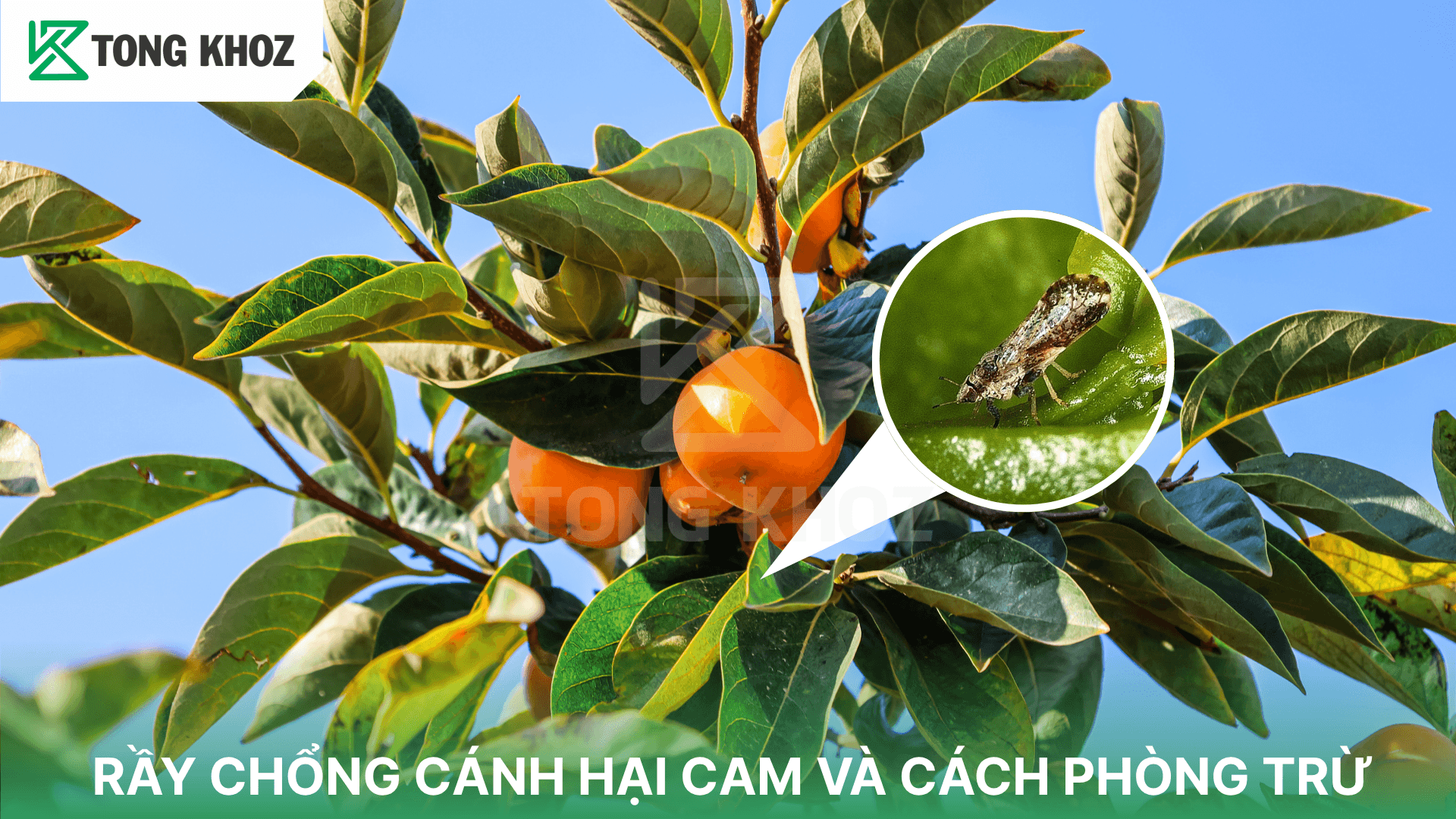 RẦY CHỔNG CÁNH HẠI CAM VÀ CÁCH PHÒNG TRỪ