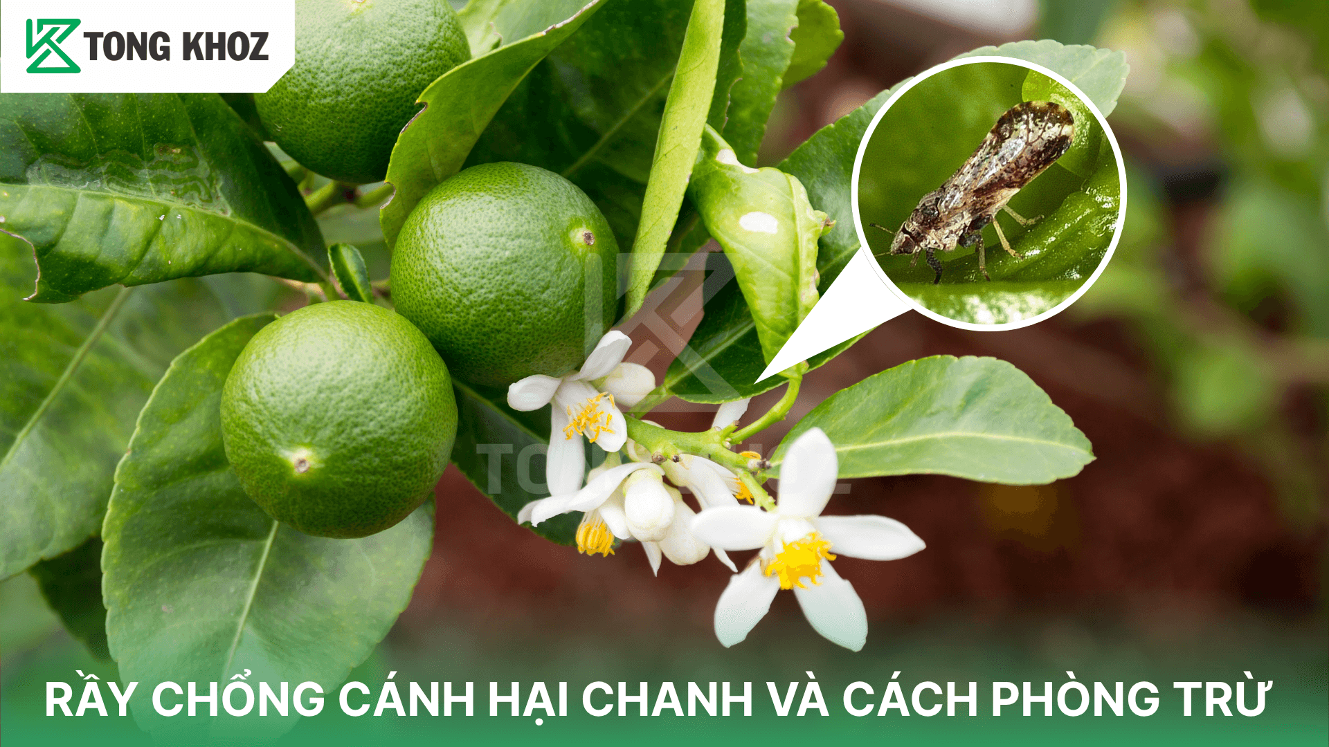 RẦY CHỔNG CÁNH HẠI CHANH VÀ CÁCH PHÒNG TRỪ