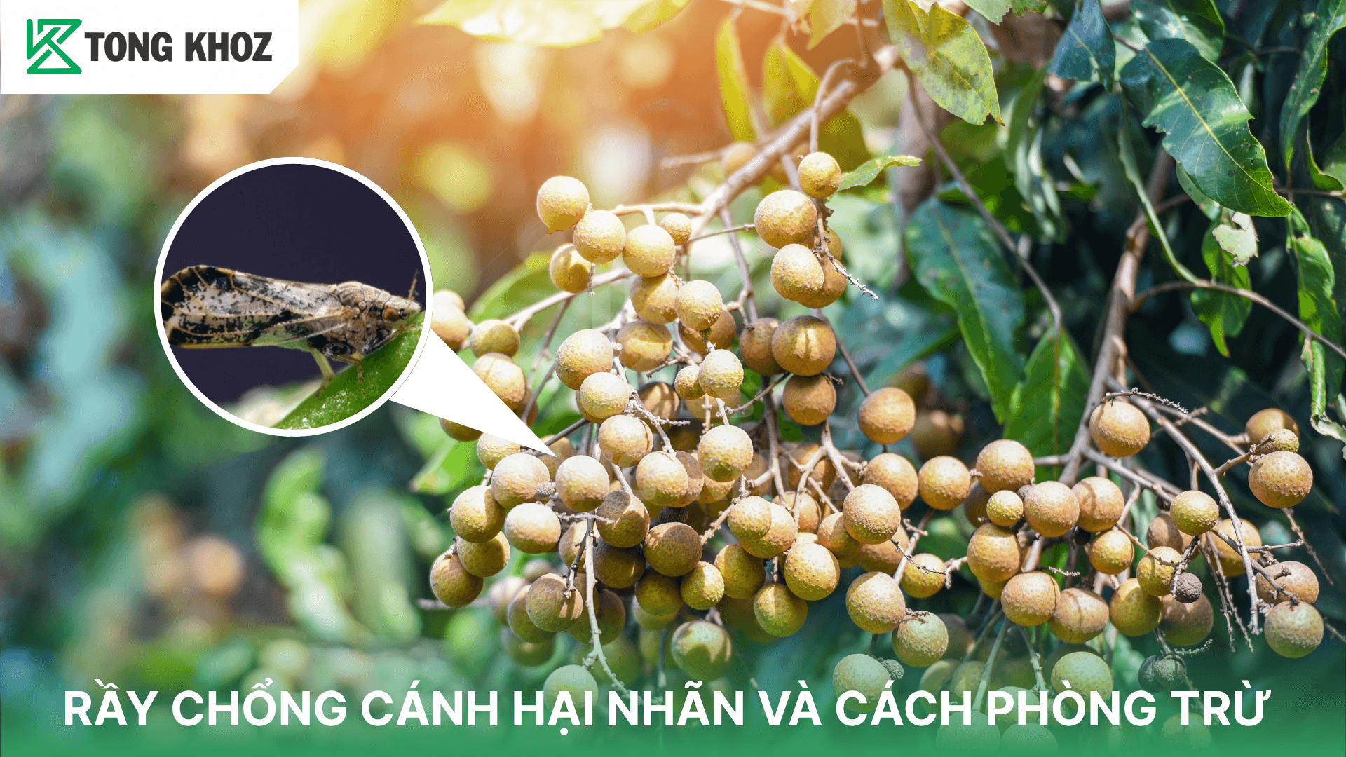 RẦY CHỔNG CÁNH HẠI NHÃN VÀ CÁCH PHÒNG TRỪ