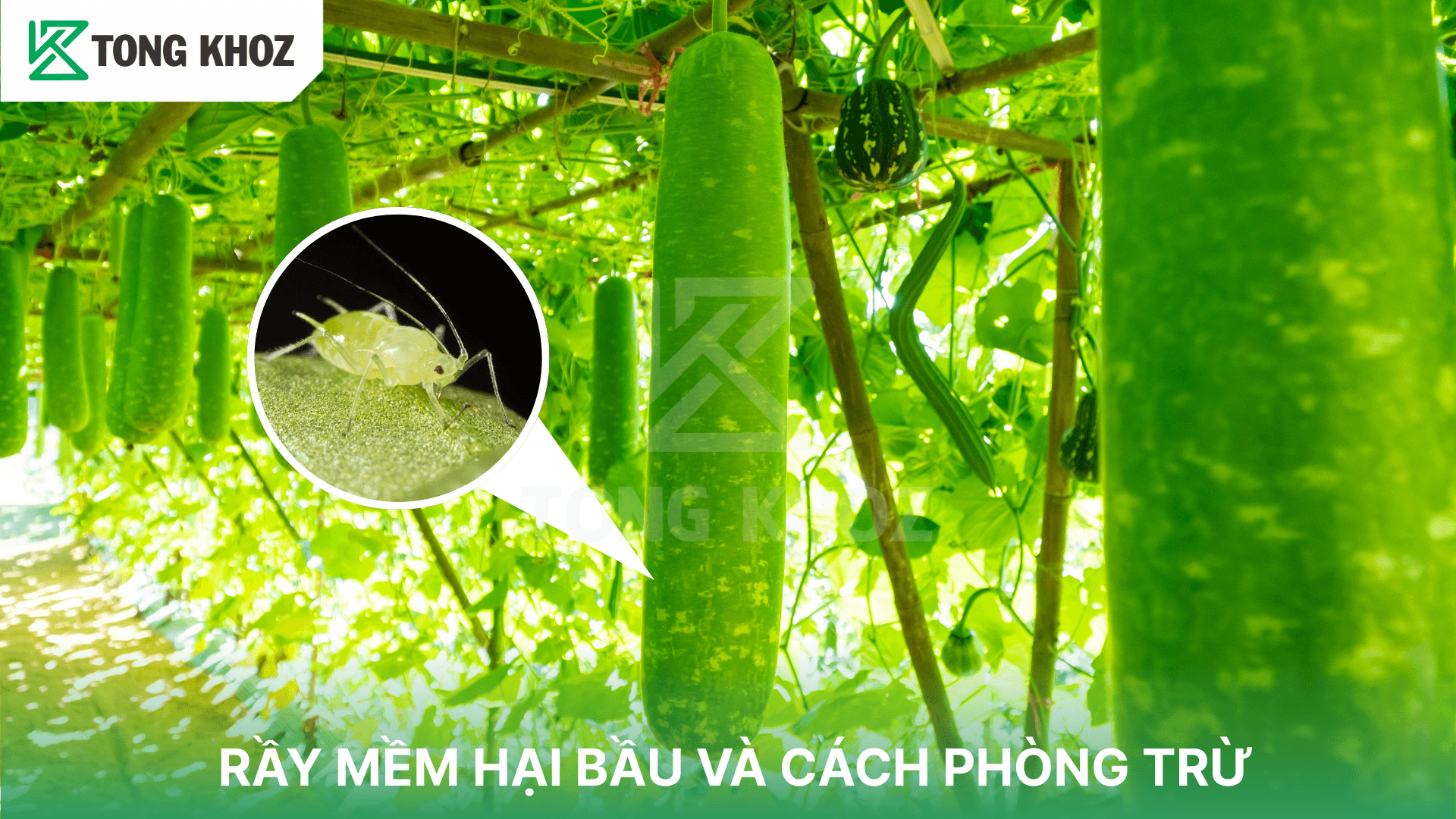 RẦY MỀM HẠI BẦU VÀ CÁCH PHÒNG TRỪ