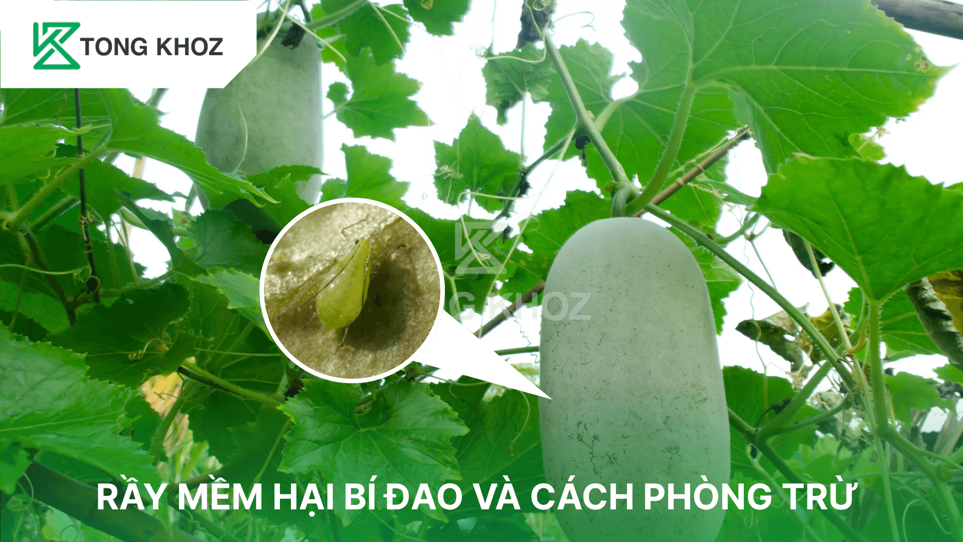 RẦY MỀM HẠI BÍ ĐAO VÀ CÁCH PHÒNG TRỪ