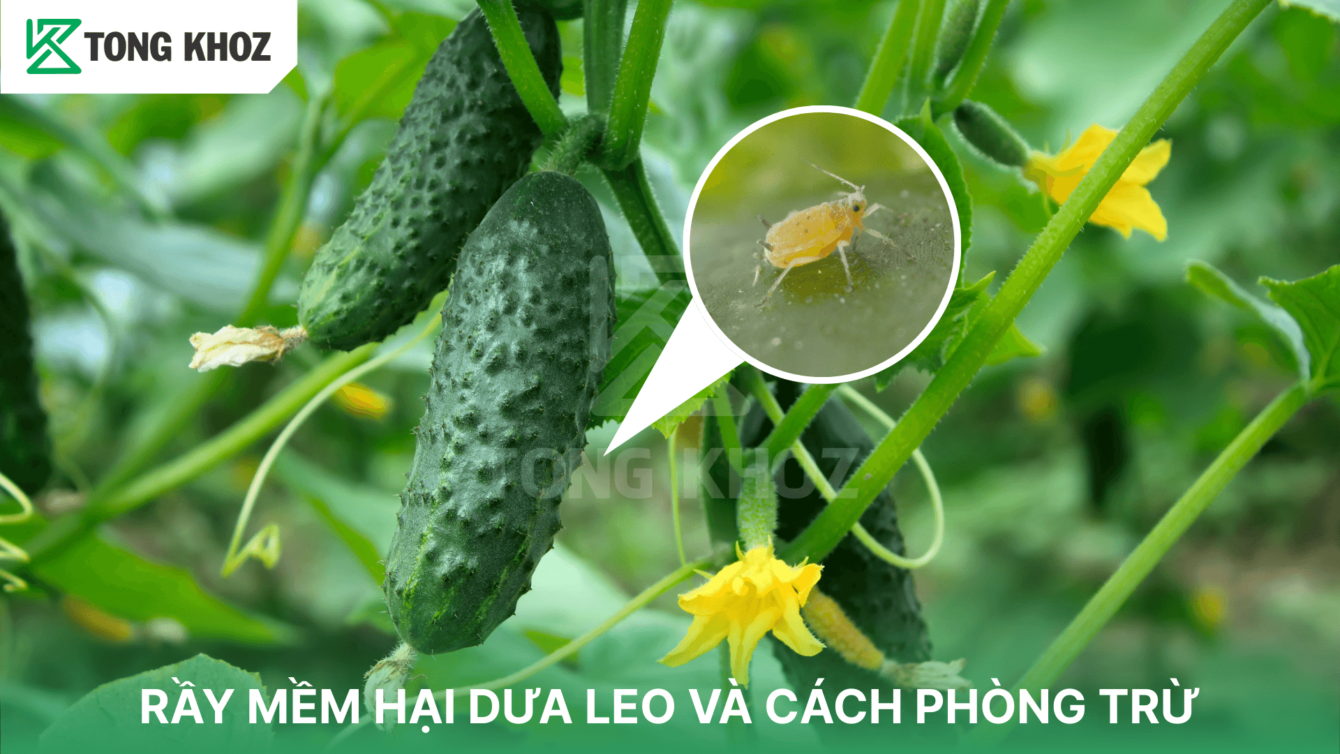RẦY MỀM HẠI DƯA LEO VÀ CÁCH PHÒNG TRỪ