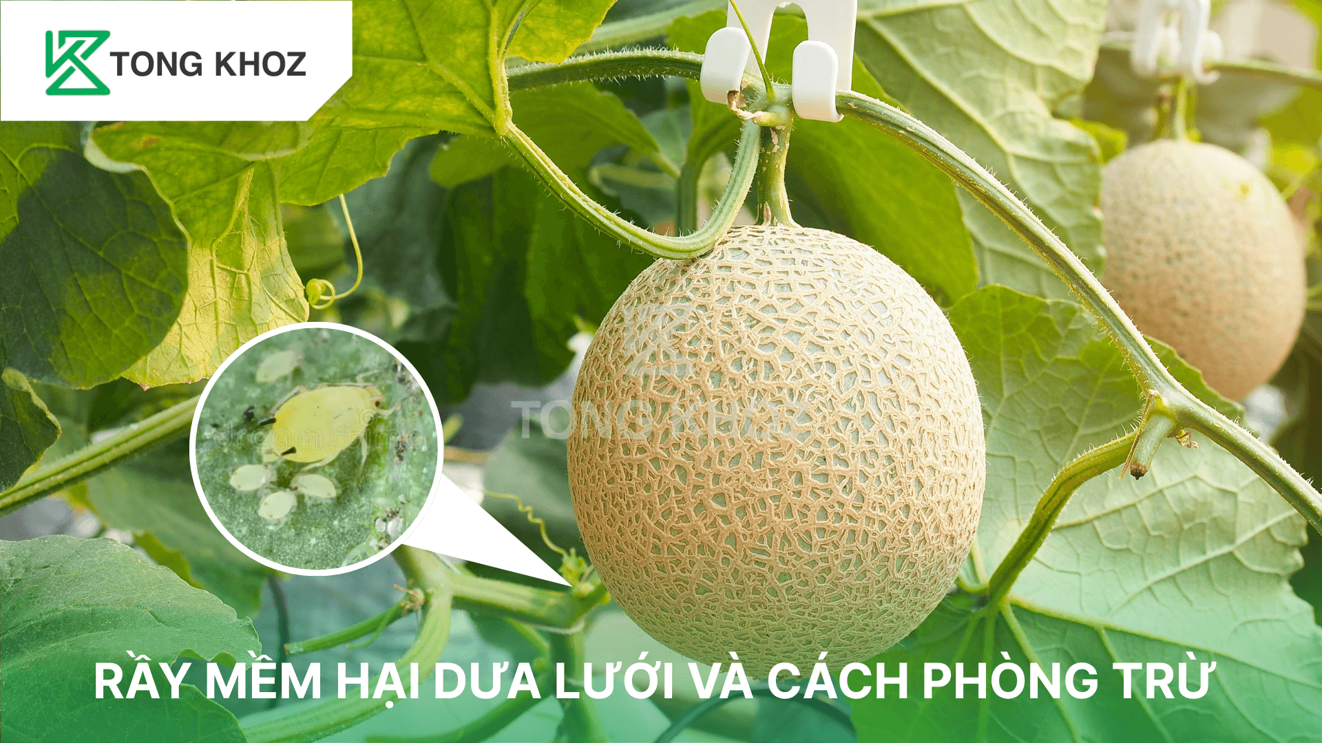 RẦY MỀM HẠI DƯA LƯỚI VÀ CÁCH PHÒNG TRỪ