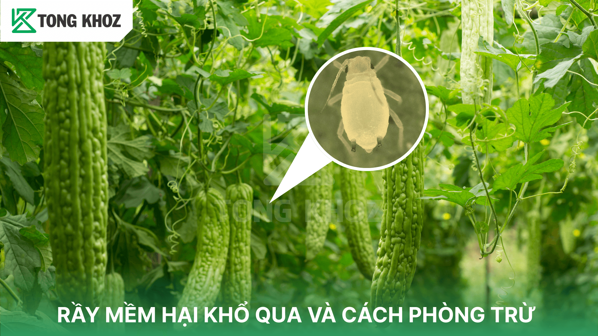 RẦY MỀM HẠI KHỔ QUA VÀ CÁCH PHÒNG TRỪ