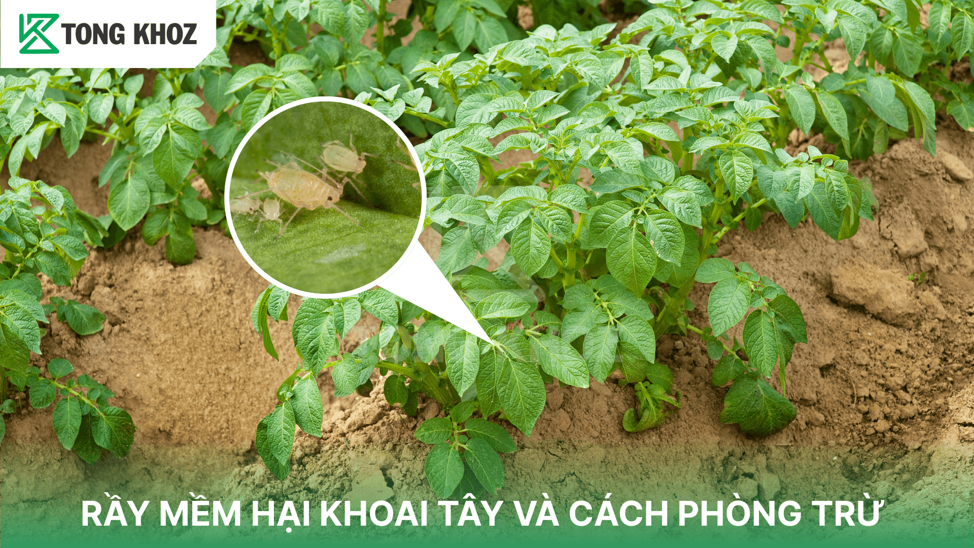 RẦY MỀM HẠI KHOAI TÂY VÀ CÁCH PHÒNG TRỪ