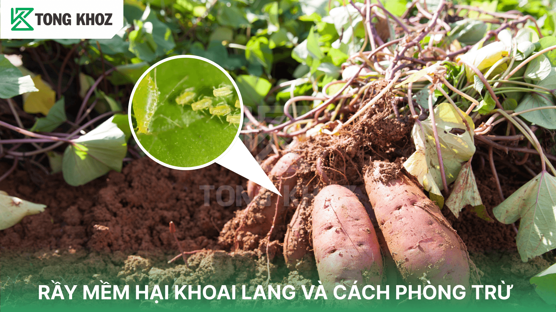 RẦY MỀM HẠI KHOAI LANG VÀ CÁCH PHÒNG TRỪ