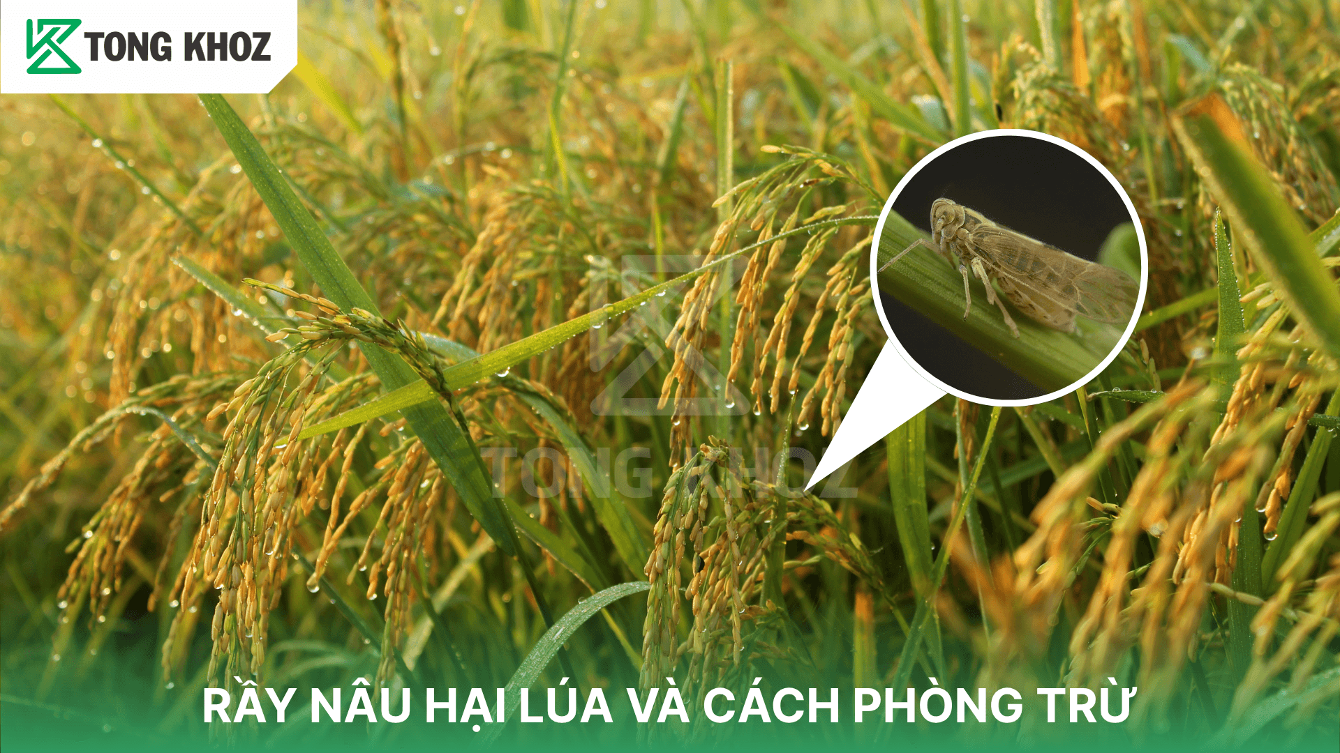 RẦY NÂU HẠI LÚA VÀ CÁCH PHÒNG TRỪ