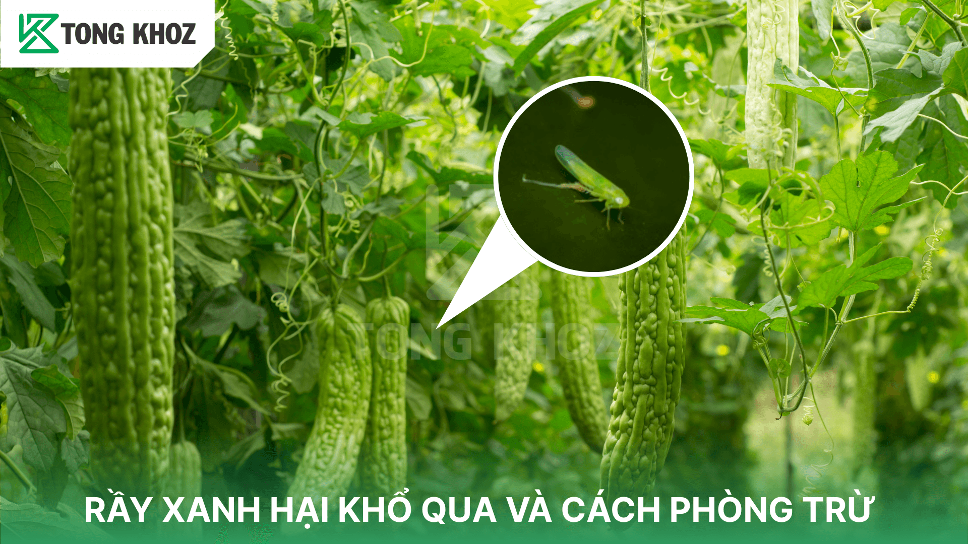 RẦY XANH HẠI KHỔ QUA VÀ CÁCH PHÒNG TRỪ