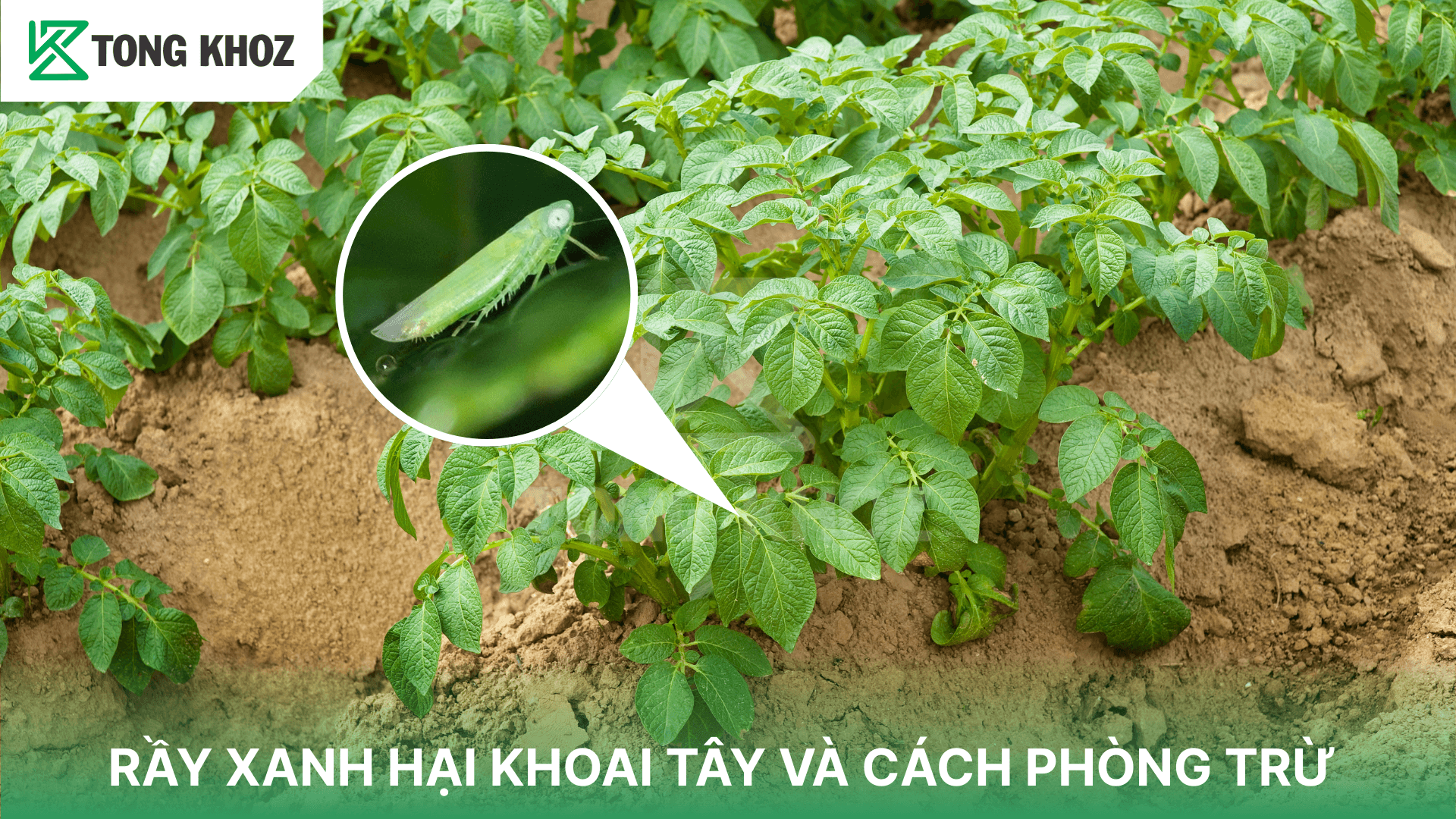 RẦY XANH HẠI KHOAI TÂY VÀ CÁCH PHÒNG TRỪ