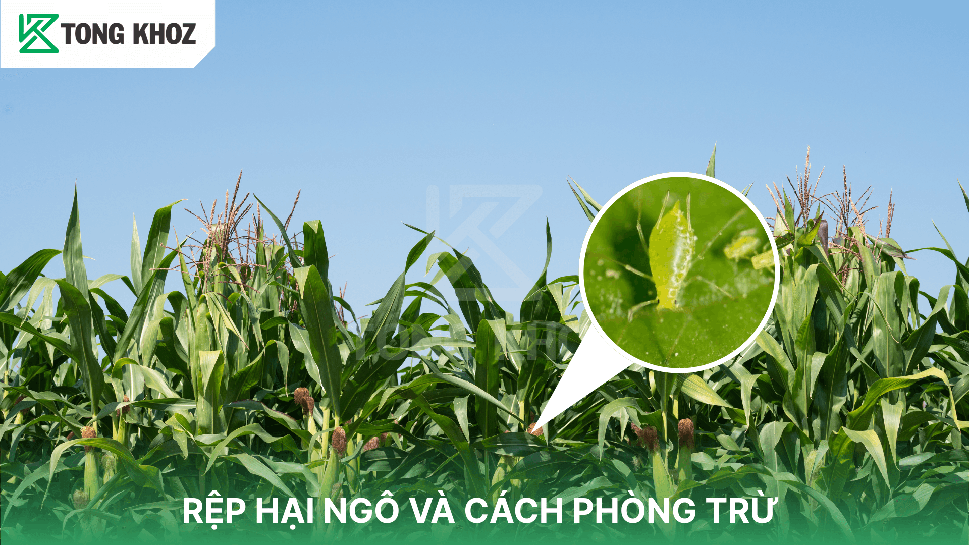 RỆP HẠI NGÔ VÀ CÁCH PHÒNG TRỪ