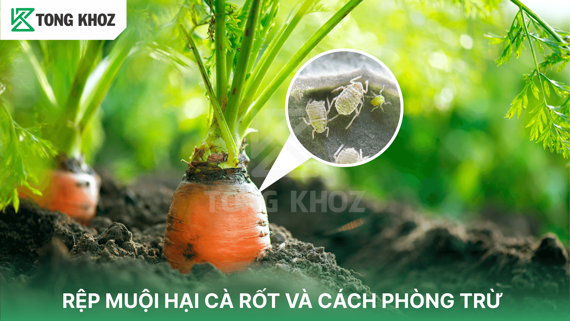 RỆP MUỘI HẠI CÀ RỐT VÀ CÁCH PHÒNG TRỪ